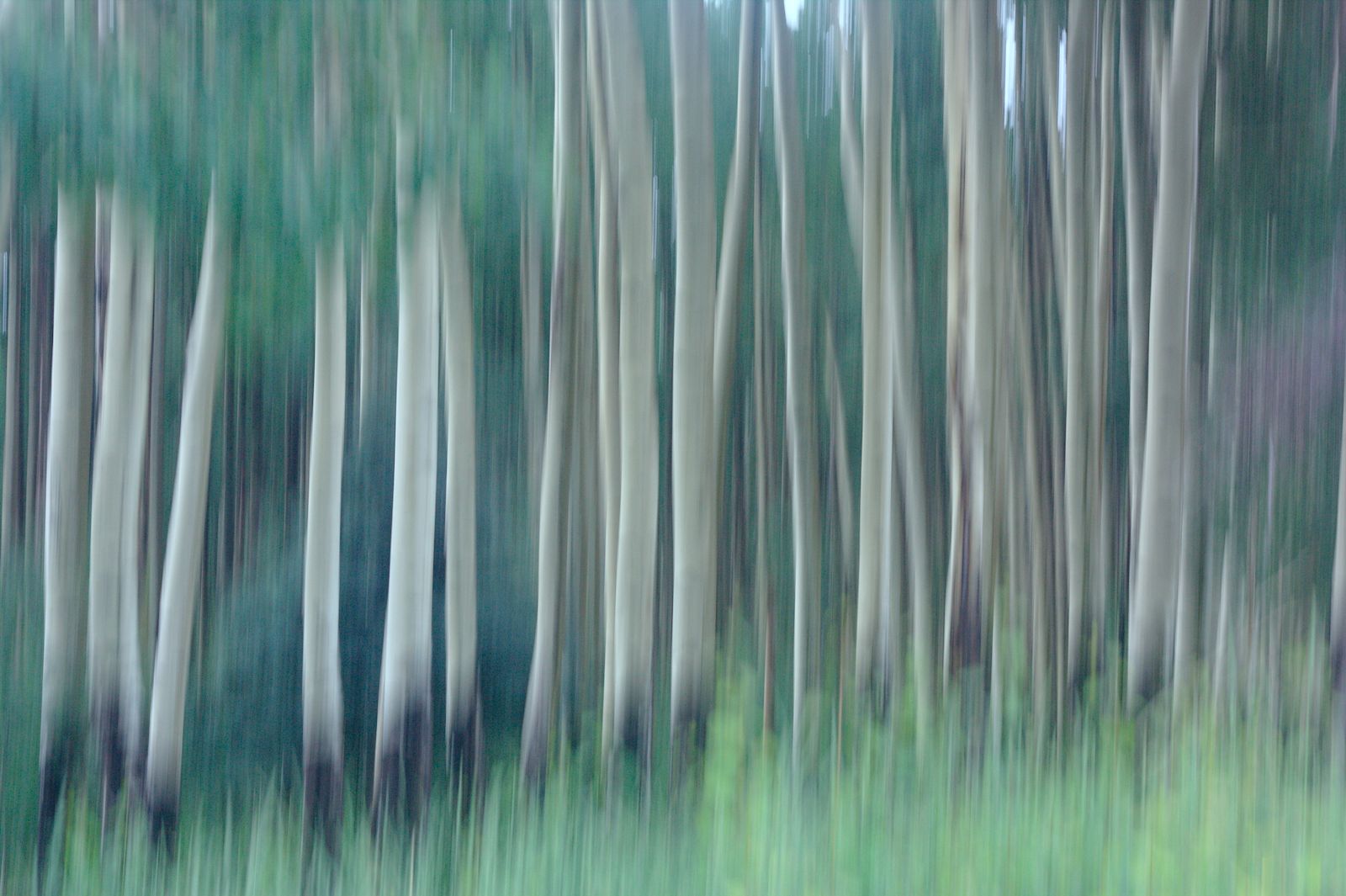 Aspen Grove